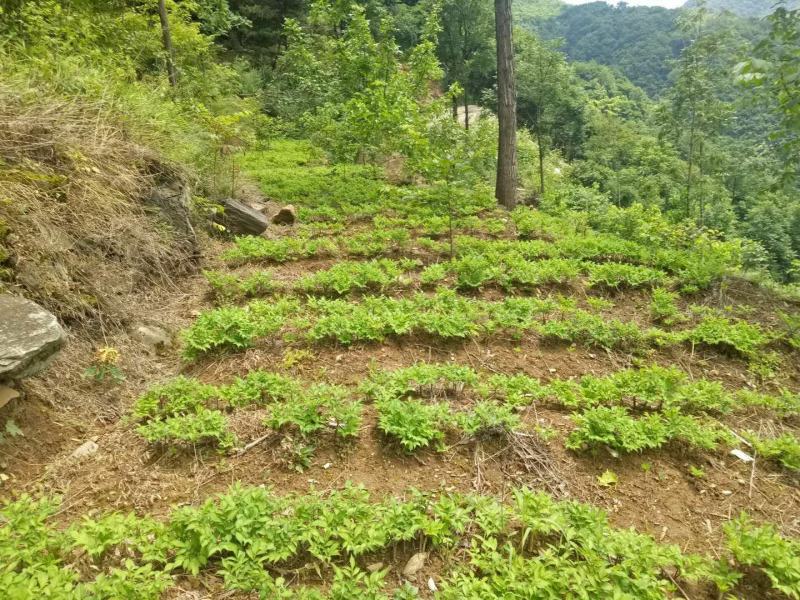 魔芋豆腐原材料，陕南魔芋种植基地魔芋种子。
