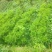 魔芋豆腐原材料，陕南魔芋种植基地魔芋种子。