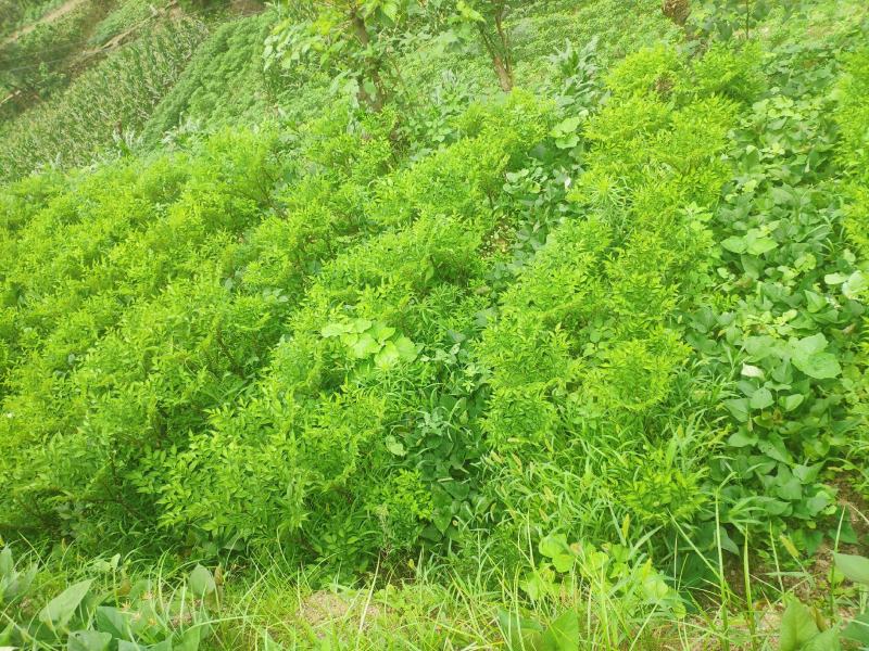 魔芋豆腐原材料，陕南魔芋种植基地魔芋种子。