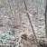 大红袍花椒苗产地直销产地直销货源充足物美价廉