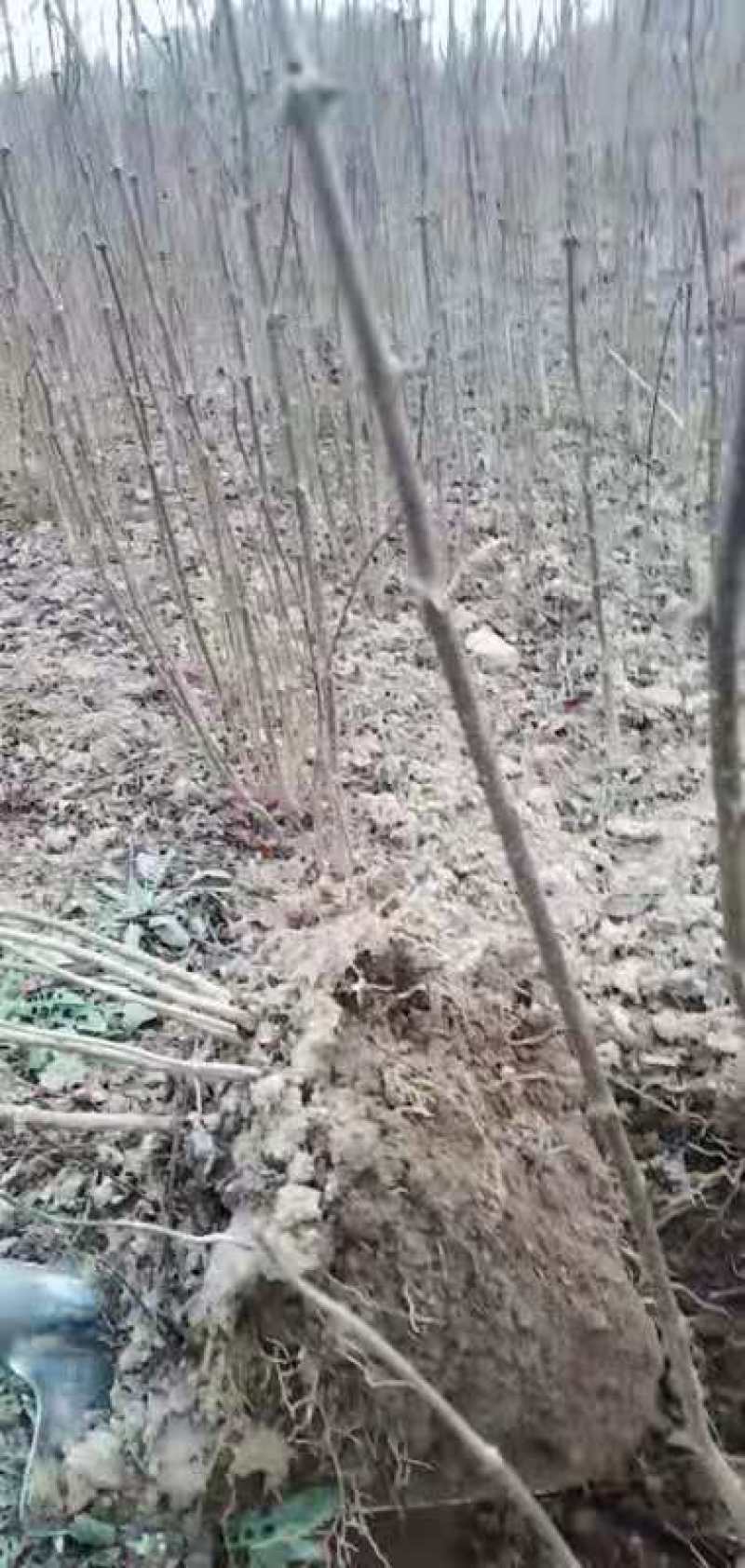 大红袍花椒苗产地直销产地直销货源充足物美价廉
