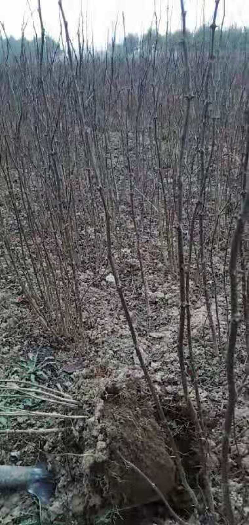 大红袍花椒苗产地直销产地直销货源充足物美价廉