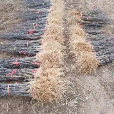 大红袍花椒苗产地直销产地直销货源充足物美价廉