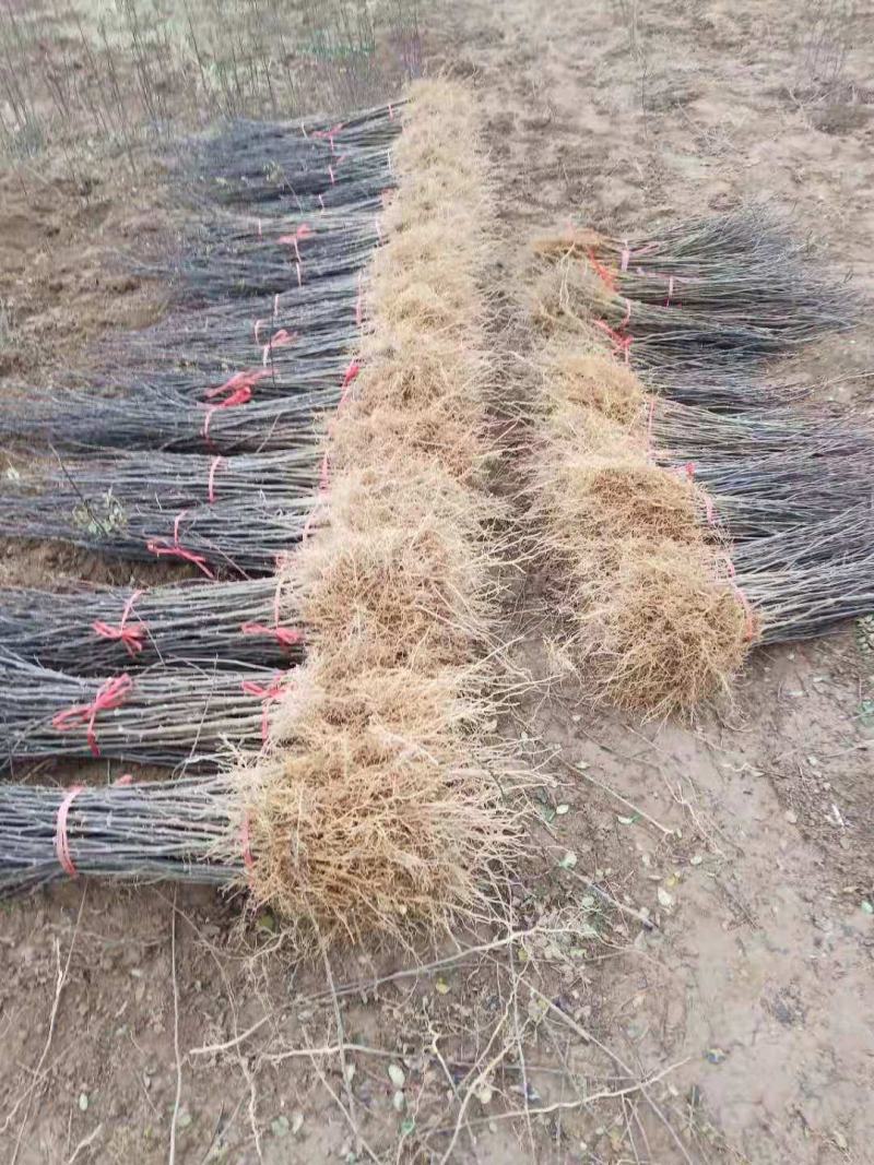 大红袍花椒苗产地直销产地直销货源充足物美价廉