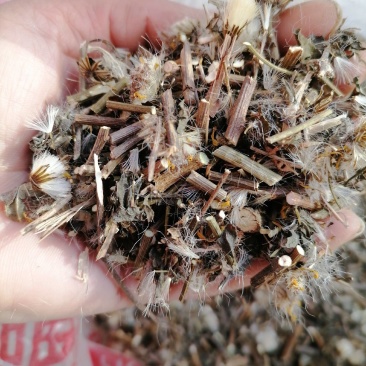 千里光：野生：零售：大货批发：可交药厂：一手货源片子个子