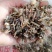 千里光：野生：零售：大货批发：可交药厂：一手货源片子个子