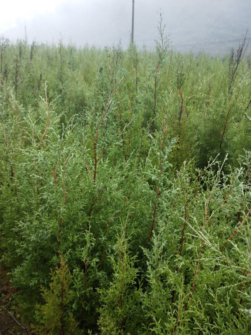 藏柏（滇柏）苗，规格齐全，货源充足，基地直供，欢迎批发