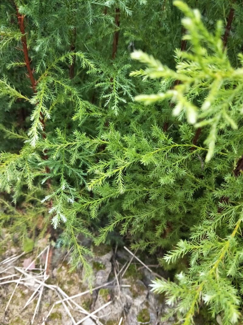 藏柏（滇柏）苗，规格齐全，货源充足，基地直供，欢迎批发