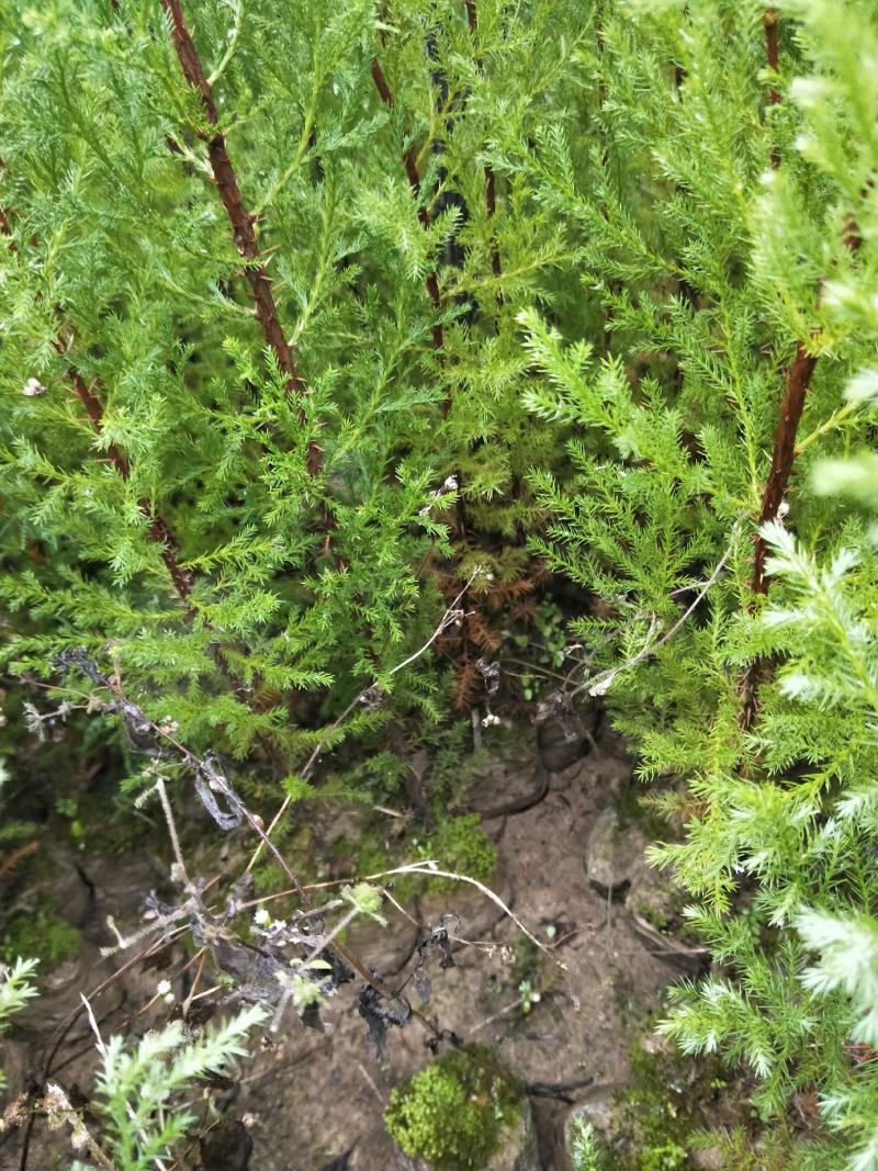 藏柏（滇柏）苗，规格齐全，货源充足，基地直供，欢迎批发