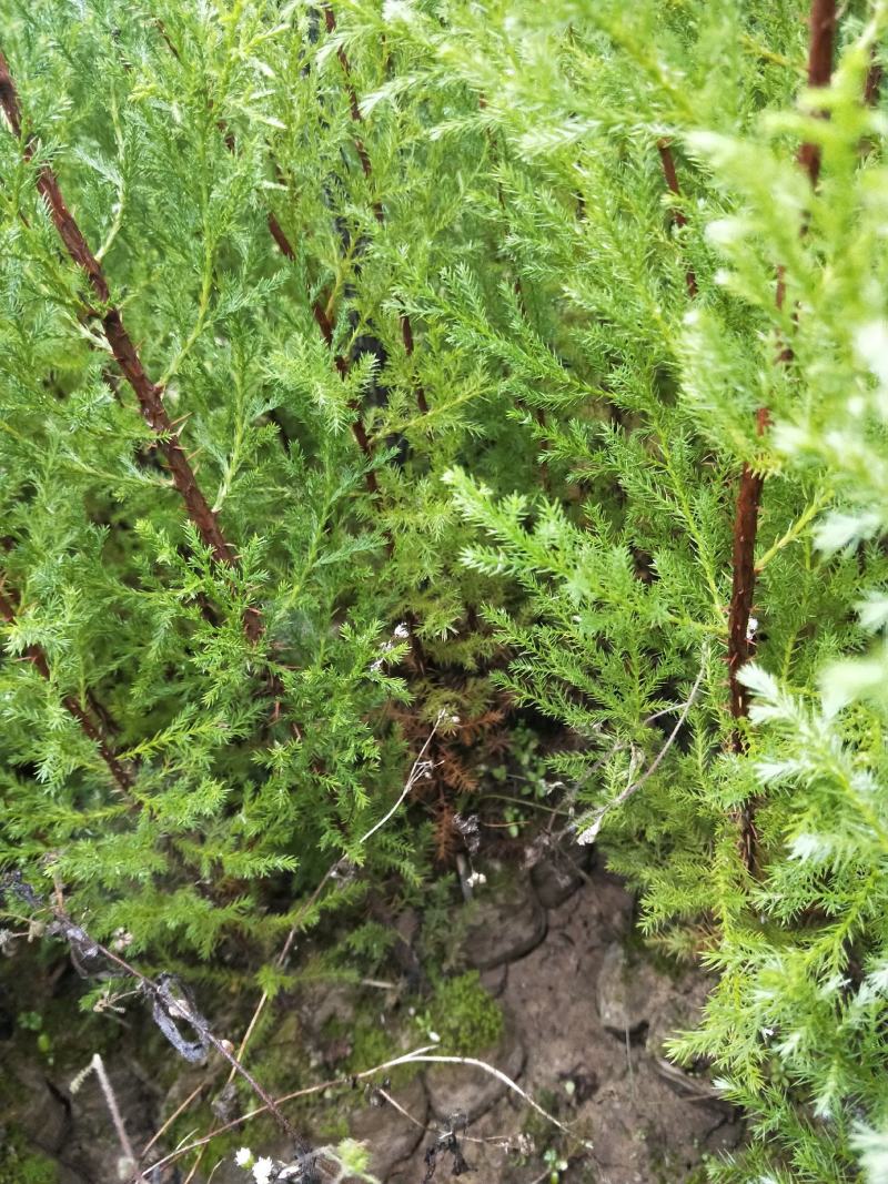 藏柏（滇柏）苗，规格齐全，货源充足，基地直供，欢迎批发