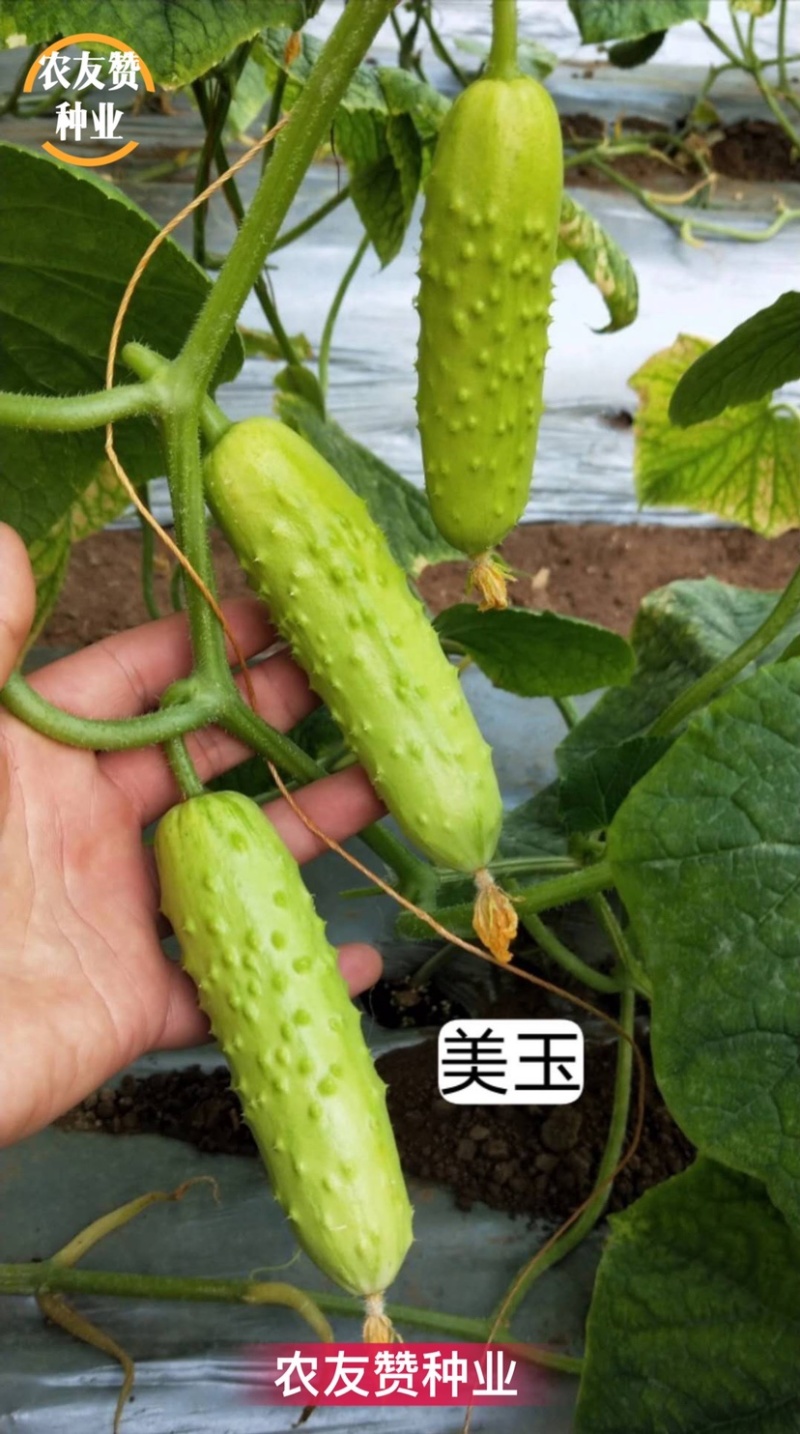 海诺瑞特美玉水果黄瓜种子强雌黄瓜品种，微绿白色黄瓜种子
