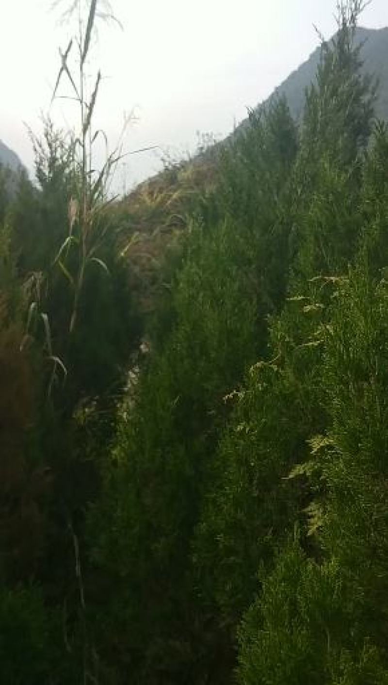 塔柏，规格齐全，货源充足，基地直供，欢迎批发