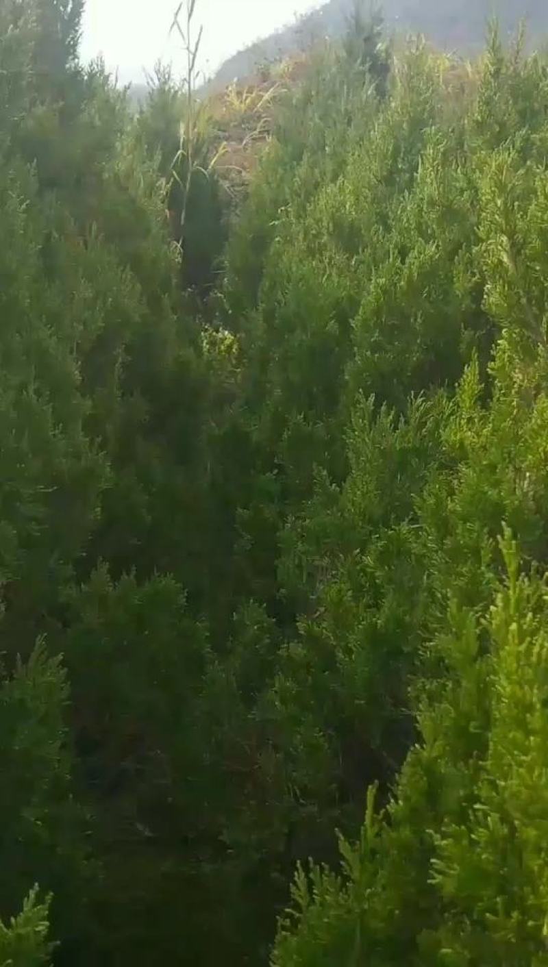 塔柏，规格齐全，货源充足，基地直供，欢迎批发