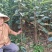 黑柿子树苗品种纯正现挖现发保证成活【包邮】