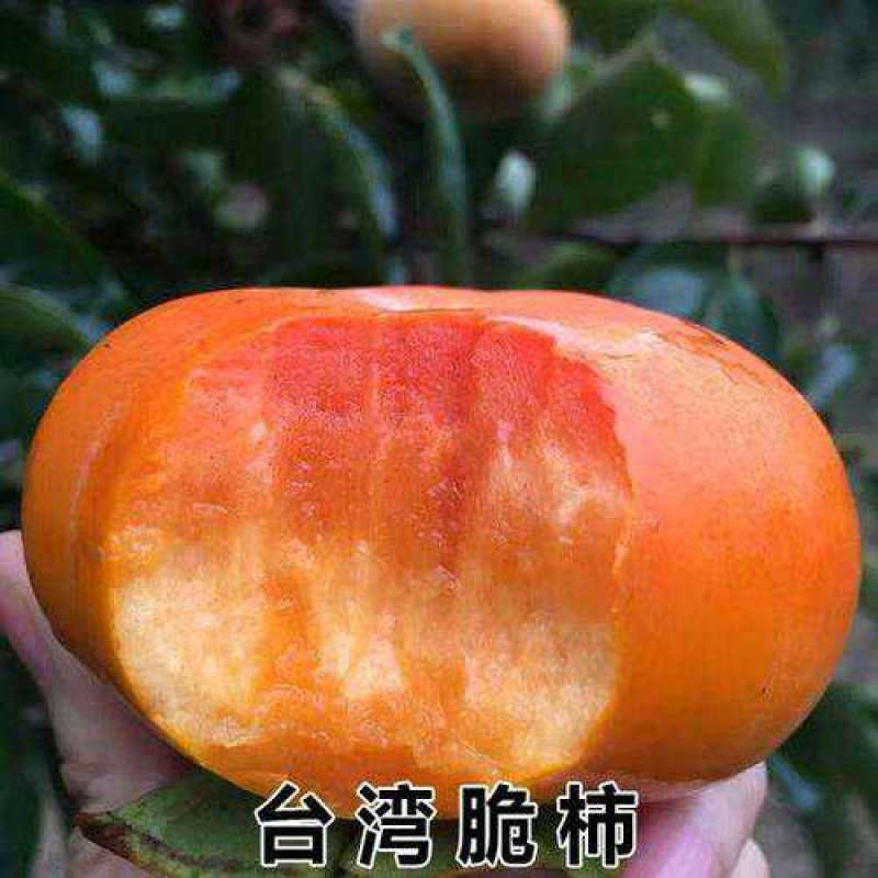 黑柿子树苗品种纯正现挖现发保证成活【包邮】