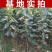 黑柿子树苗品种纯正现挖现发保证成活【包邮】