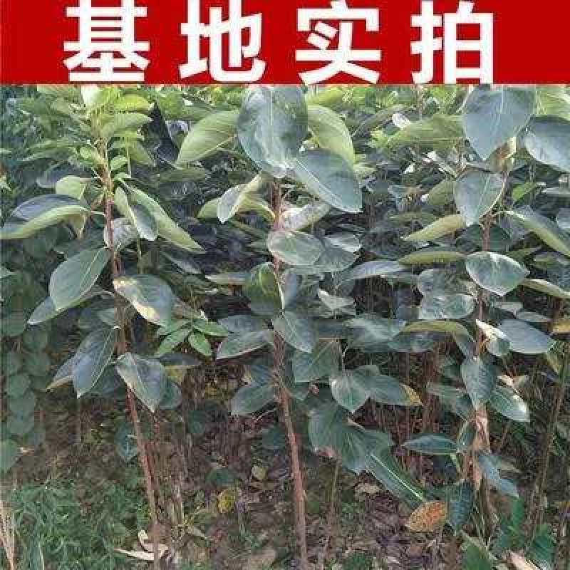 黑柿子树苗品种纯正现挖现发保证成活【包邮】