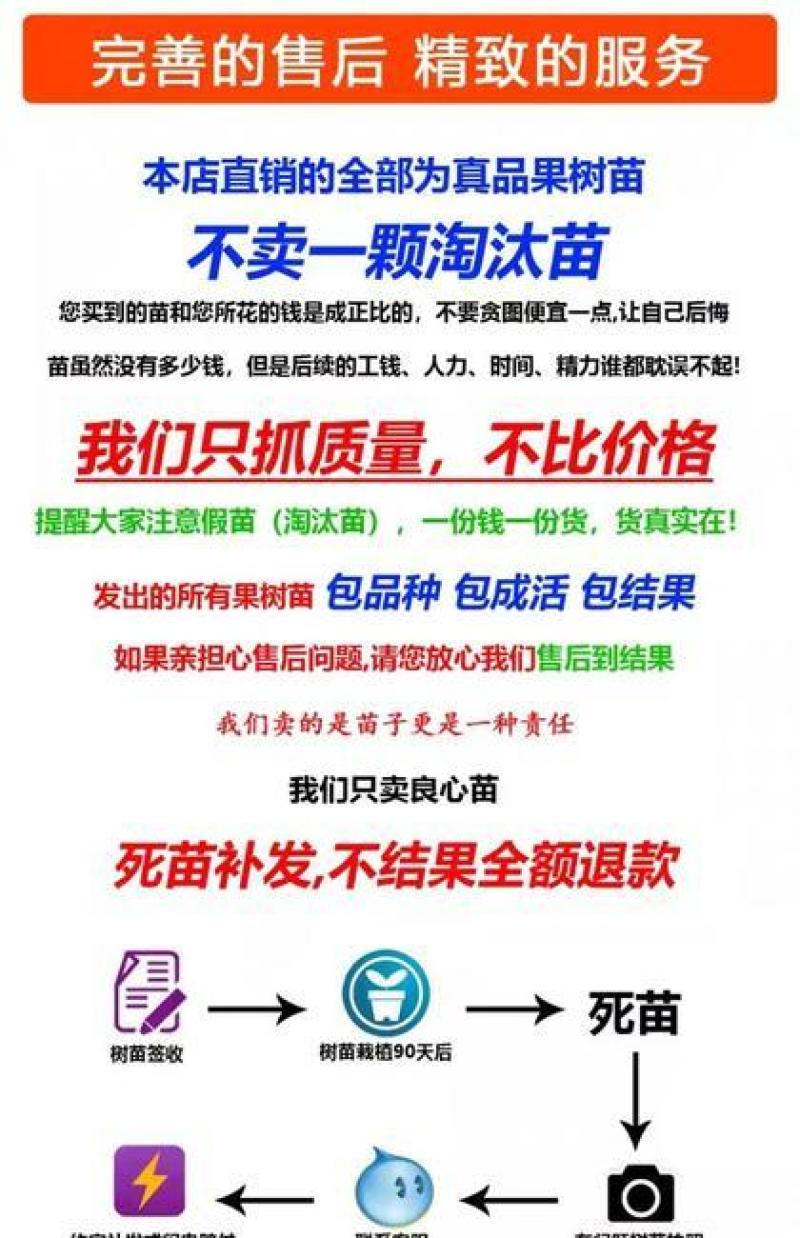 黑柿子树苗品种纯正现挖现发保证成活【包邮】