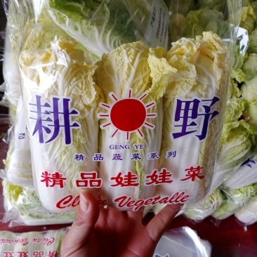 大量供应娃娃菜，万亩基地，质优价廉，提供任何规格包装