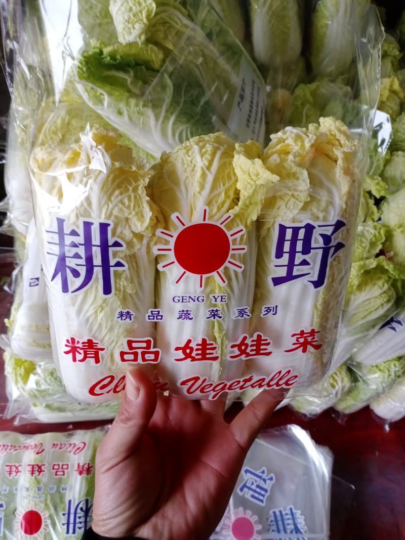 大量供应娃娃菜，万亩基地，质优价廉，提供任何规格包装