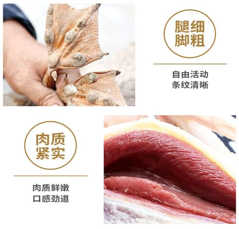 新鲜现杀大麻鸭农村放养散养三年土鸭盐水鸭子肉整只煲汤黑嘴