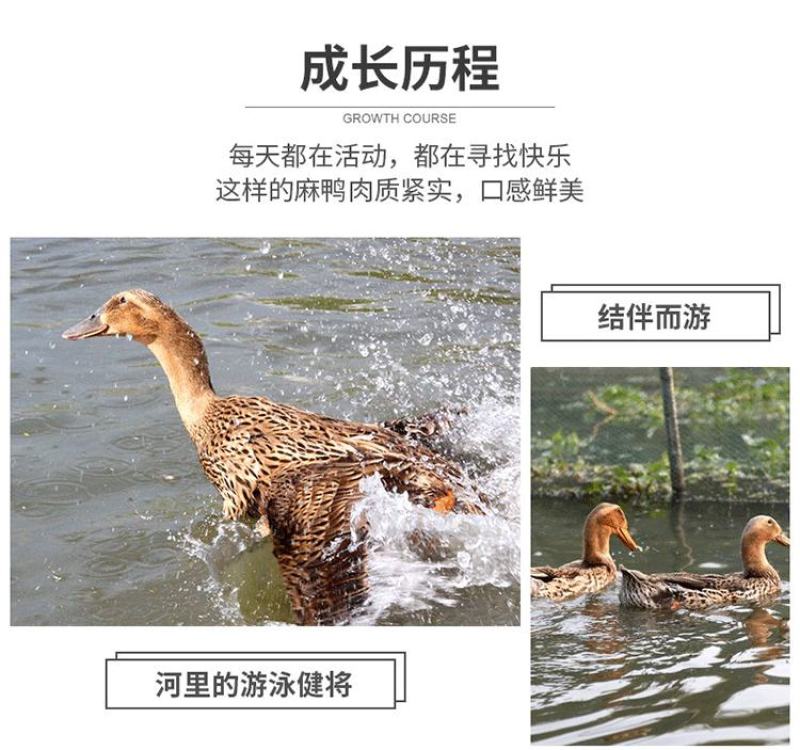 新鲜现杀大麻鸭农村放养散养三年土鸭盐水鸭子肉整只煲汤黑嘴