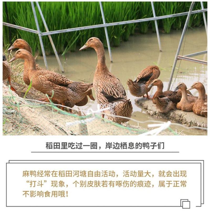 新鲜现杀大麻鸭农村放养散养三年土鸭盐水鸭子肉整只煲汤黑嘴
