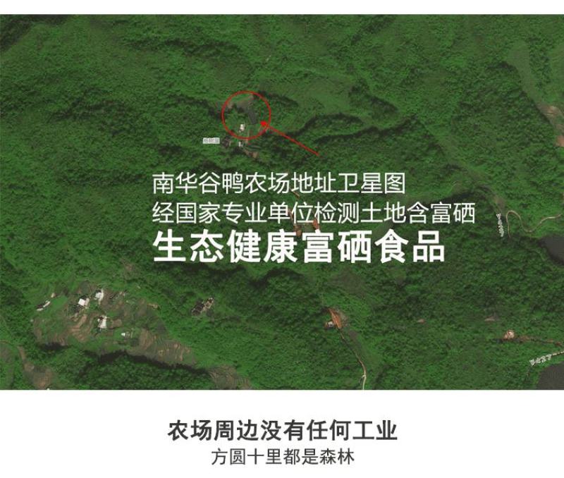 新鲜现杀大麻鸭农村放养散养三年土鸭盐水鸭子肉整只煲汤黑嘴