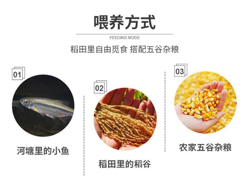 新鲜现杀大麻鸭农村放养散养三年土鸭盐水鸭子肉整只煲汤黑嘴