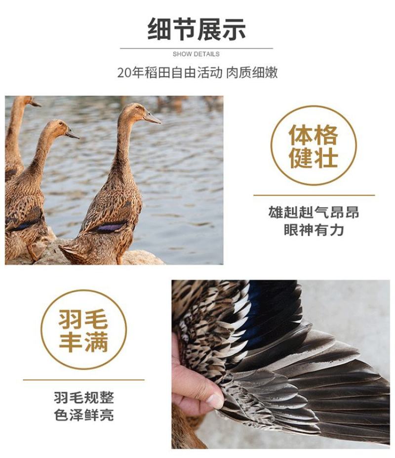 新鲜现杀大麻鸭农村放养散养三年土鸭盐水鸭子肉整只煲汤黑嘴