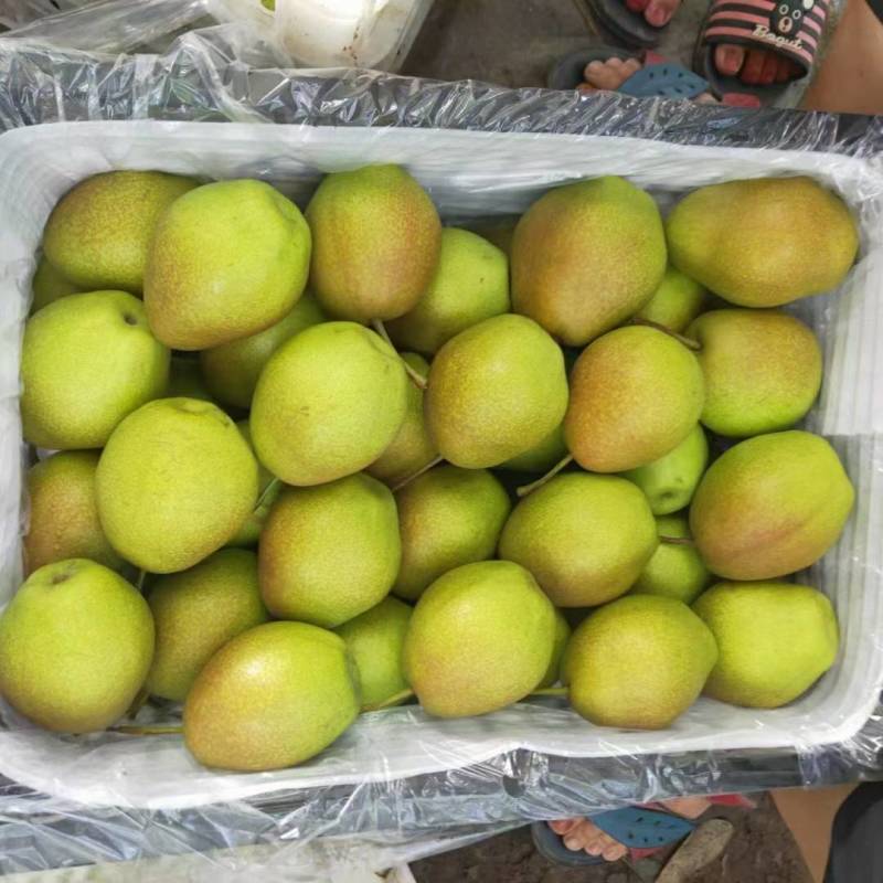 红香酥梨产地。陕西诚信果品合作社