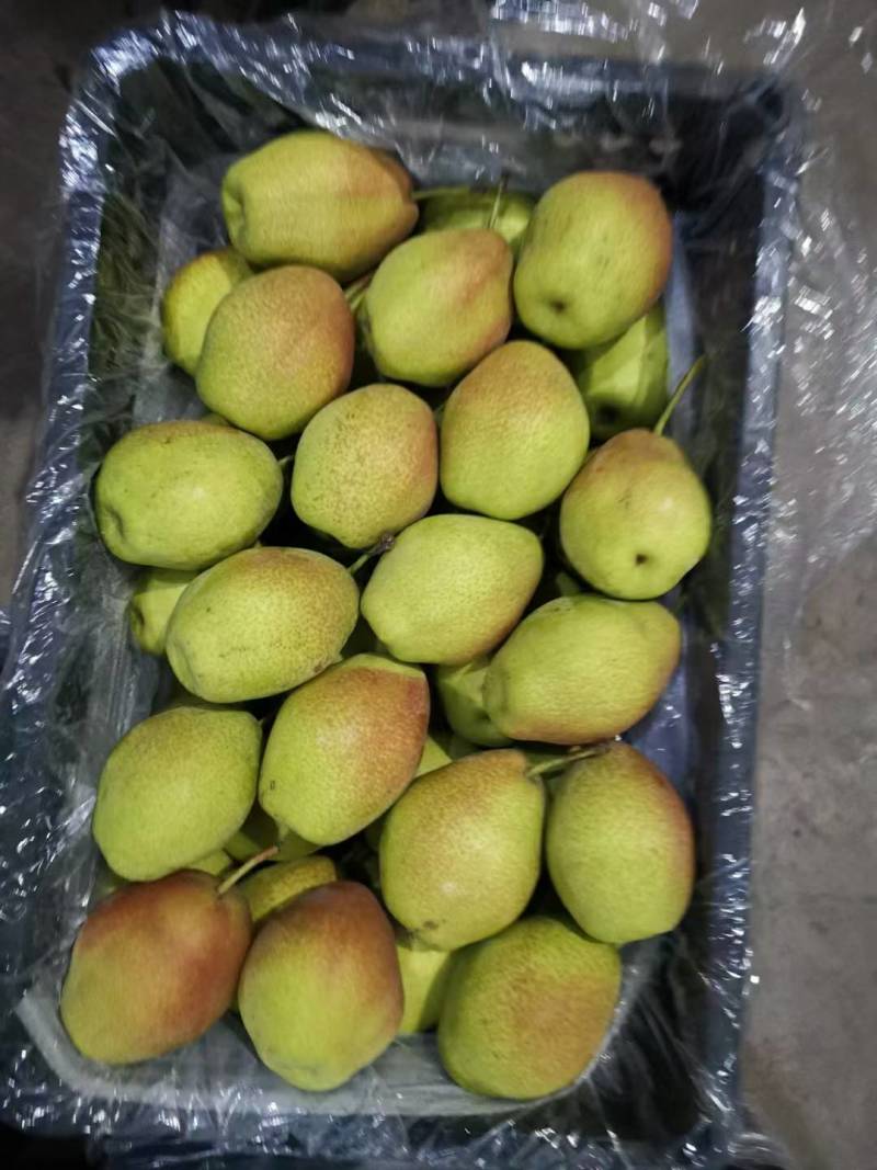 红香酥梨产地。陕西诚信果品合作社