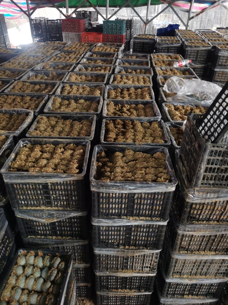 推荐传统包泥松花皮蛋，集会市场，江湖爆品，半包全包自由选