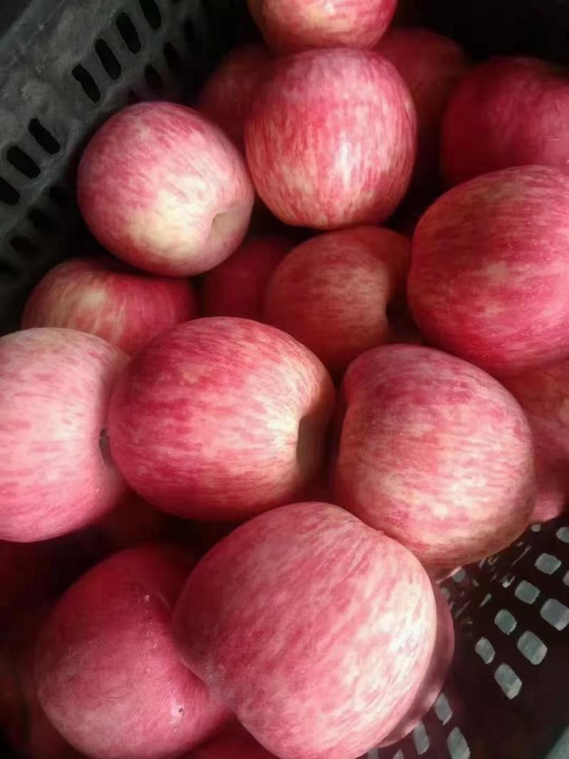 优选红富士苹果大量上市，价格不高，颜色鲜艳，口感甜脆！