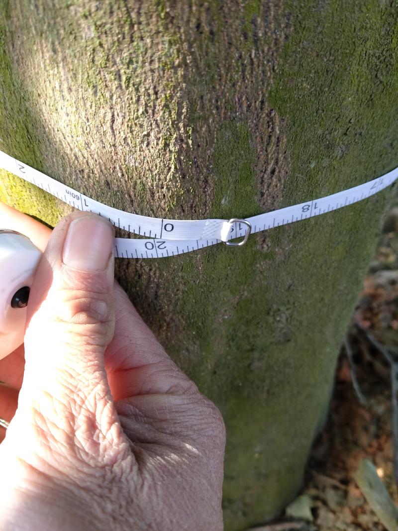 商州枳壳大树囯家地理标志原产地品种提供技术可视频看货