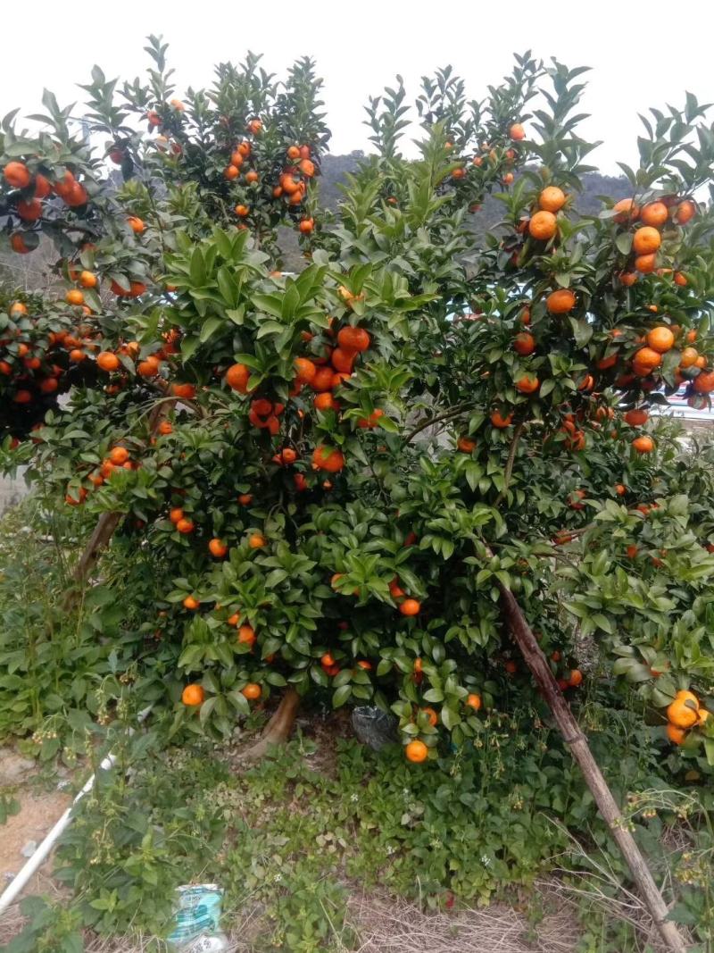 大量精品砂糖橘好货大量上市