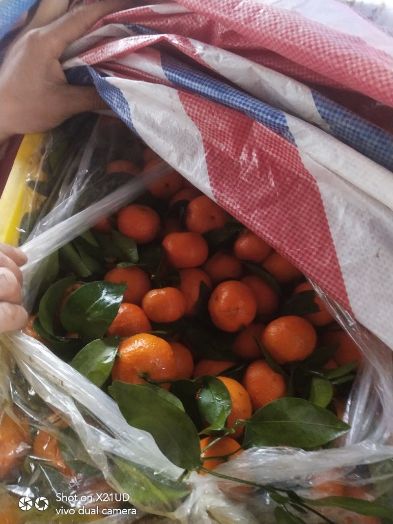 大量精品砂糖橘好货大量上市
