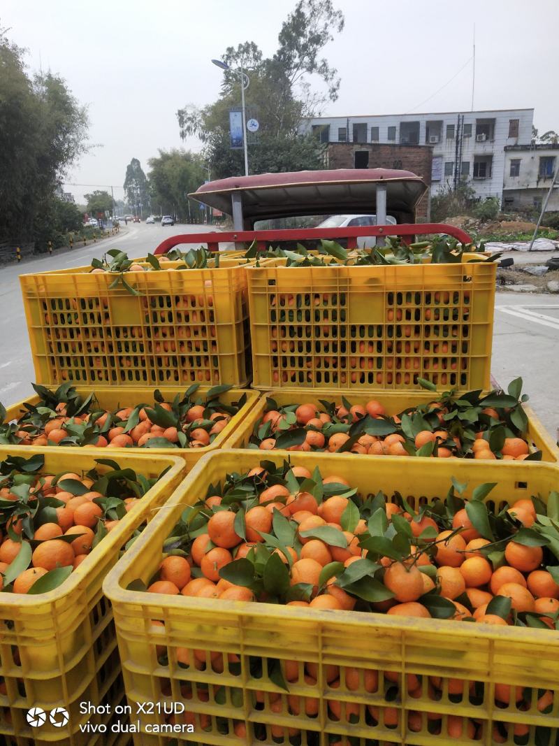 大量精品砂糖橘好货大量上市