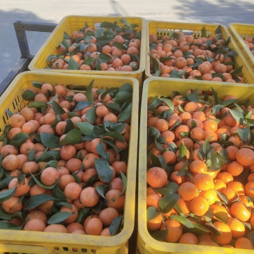 大量精品砂糖橘好货大量上市