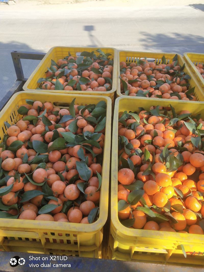大量精品砂糖橘好货大量上市
