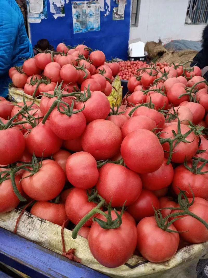 山东费县精品硬粉西红柿大量上市中全国代发，诚信经营！