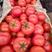 山东费县精品硬粉西红柿大量上市中全国代发，诚信经营！