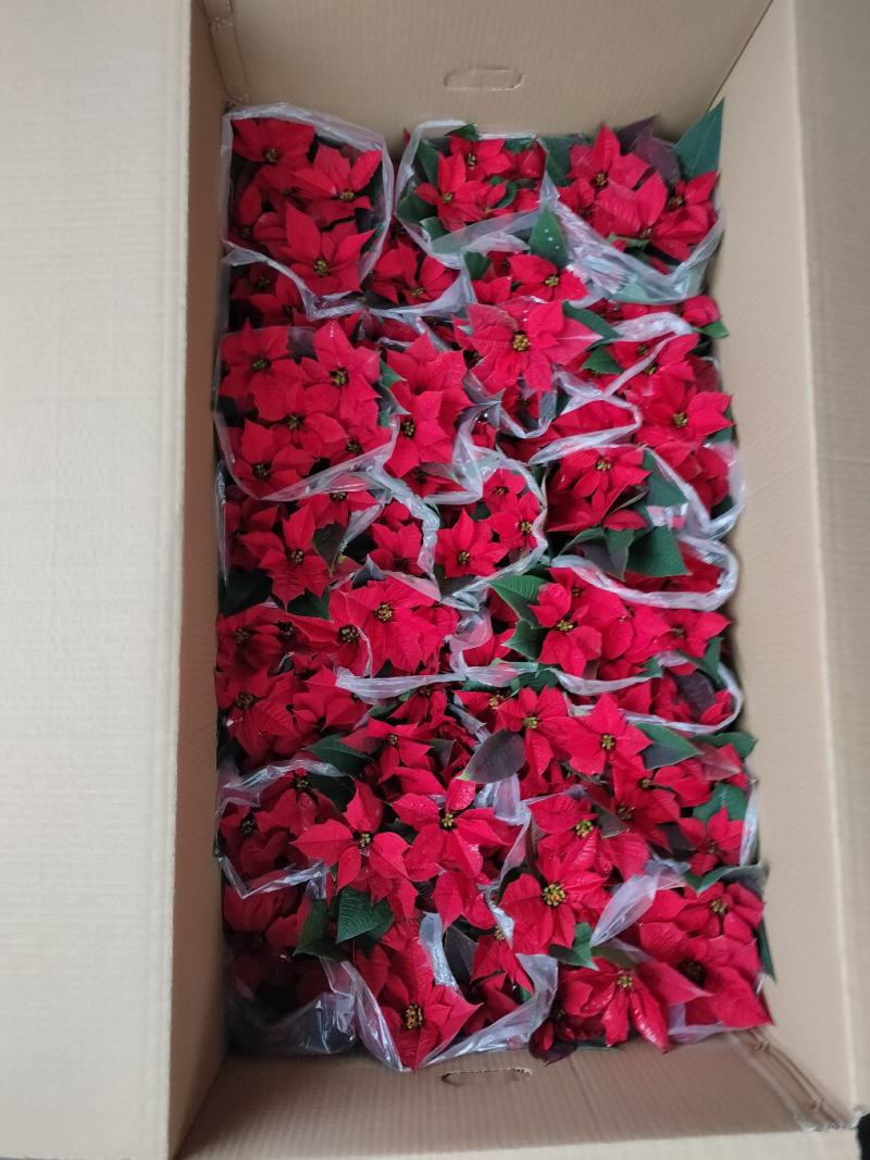 凤仙花，基地自产一手货源，质量保障，信誉保证。欢迎咨询