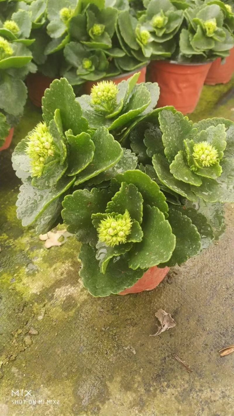 凤仙花，基地自产一手货源，质量保障，信誉保证。欢迎咨询