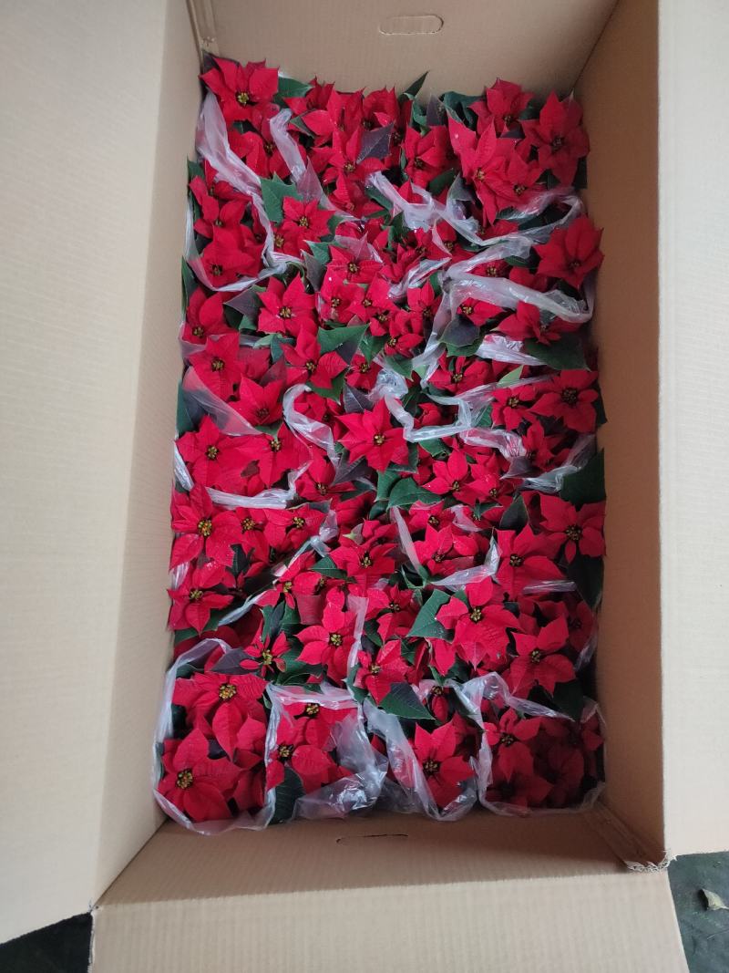 凤仙花，基地自产一手货源，质量保障，信誉保证。欢迎咨询