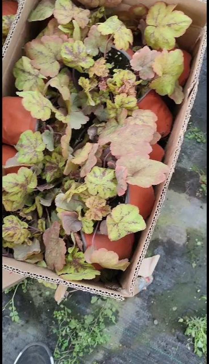 矾根，多种颜色，基地自产，大量现货价格美丽