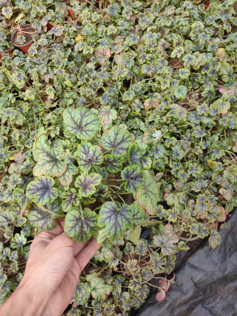 矾根，多种颜色，基地自产，大量现货价格美丽