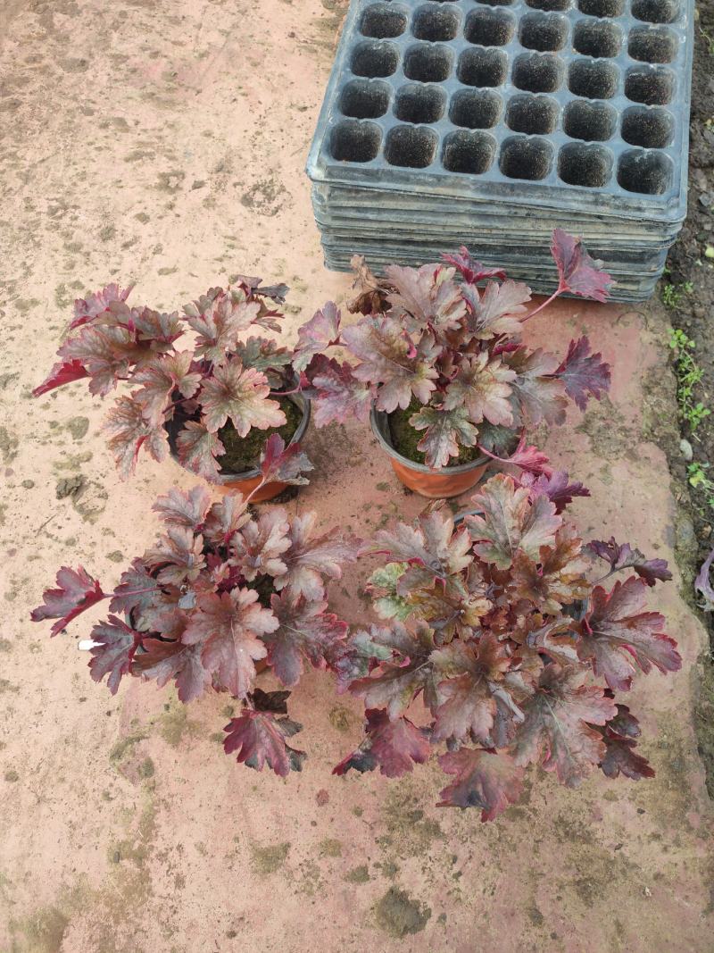 矾根，多种颜色，基地自产，大量现货价格美丽