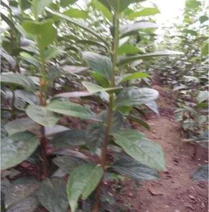 黑柿子树苗品种纯正现挖现发保证成活【包邮】