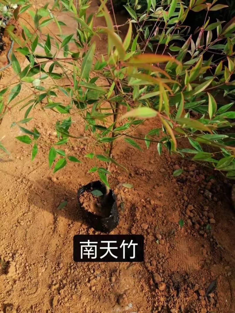 优质火焰南天竹大量现货，欢迎咨询订购！质量保证！
